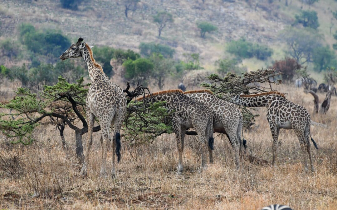 Giraffes in Northern Serengeti.