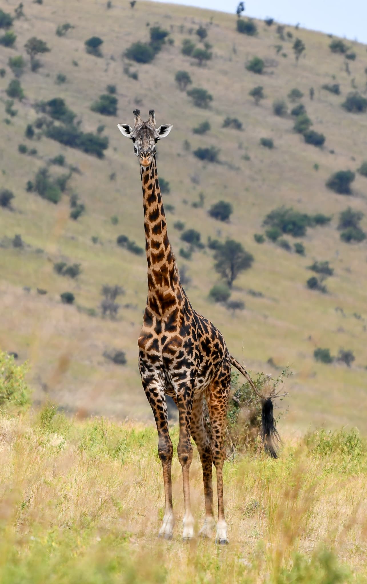 Giraffe seen on a Best Life Adventure.