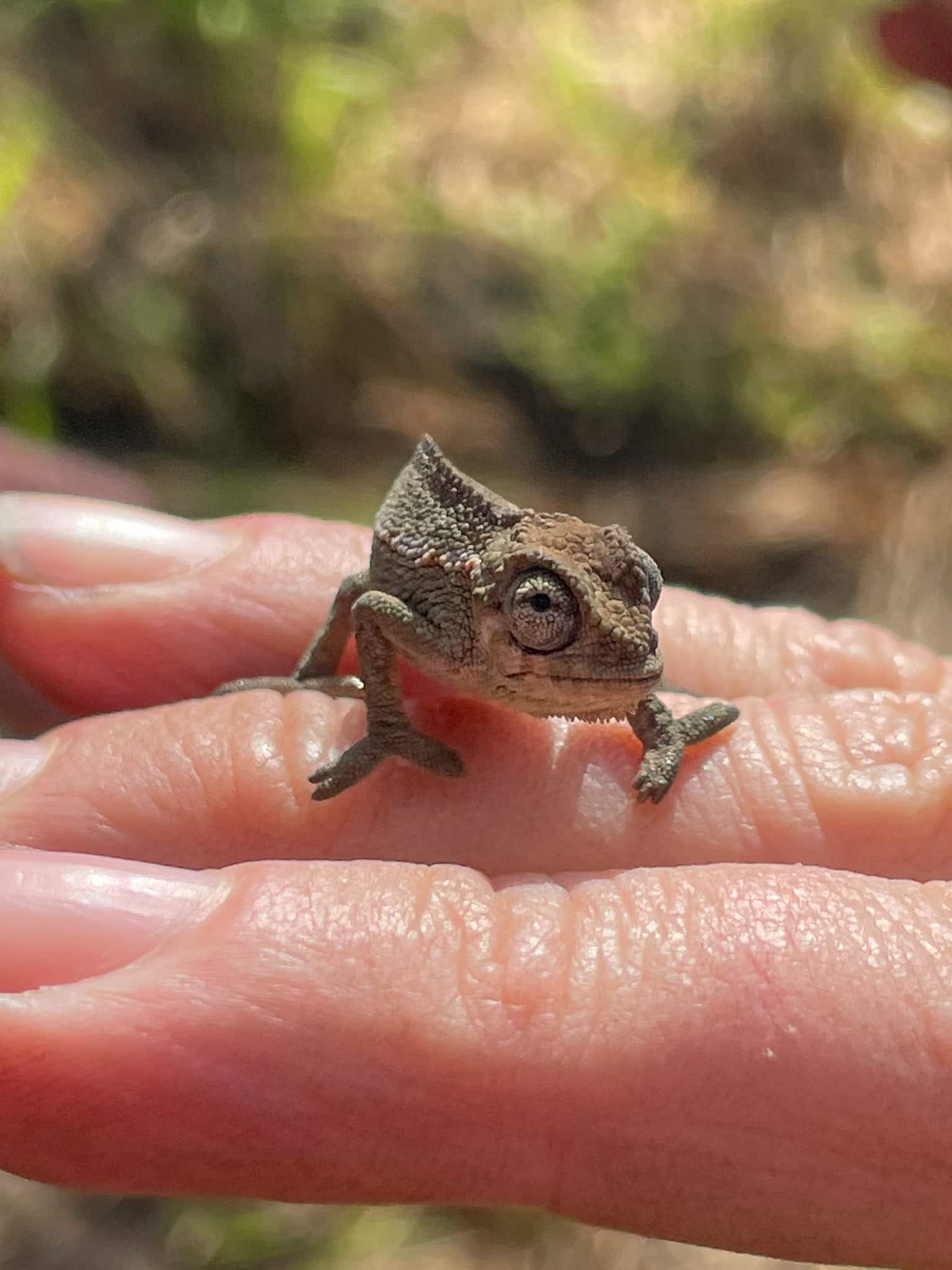 Baby Chameleon