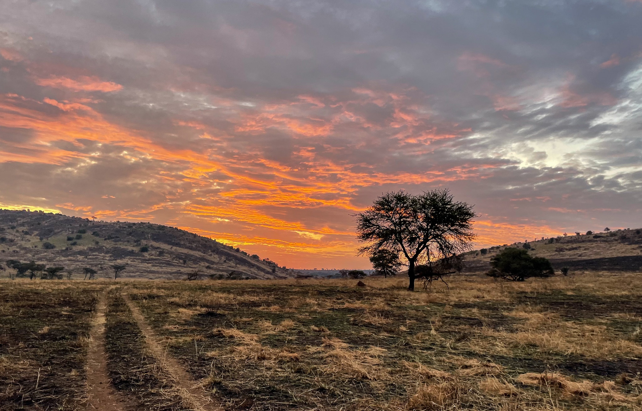 Sunrise game drive Northern Serengeti. 