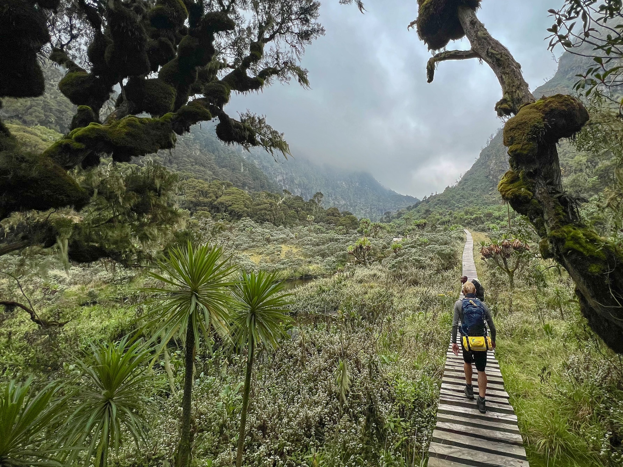 Day Two of walking and admiring Rwenzori plant life. 