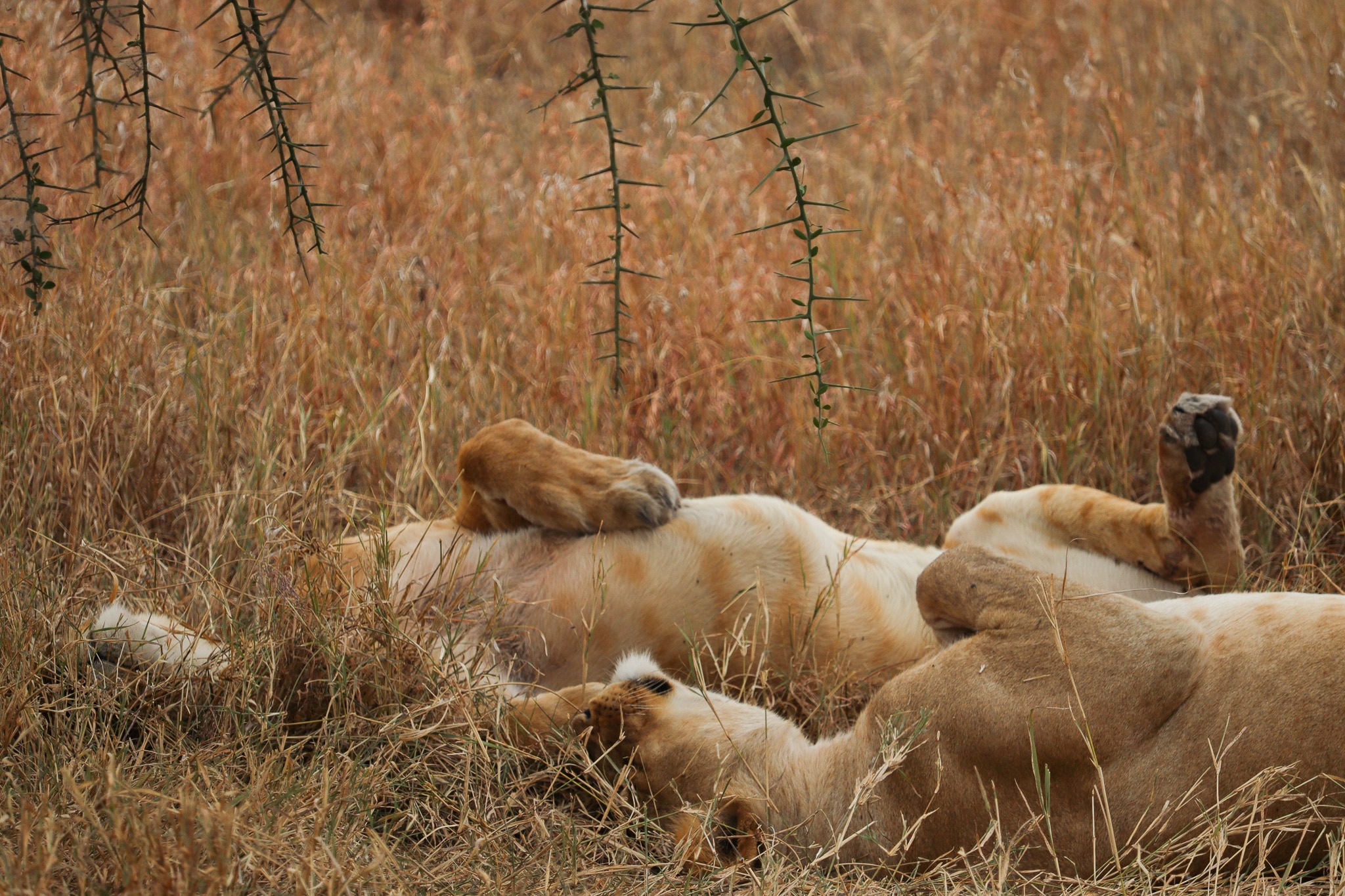 Lions lazing. 